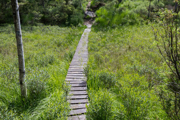 Walking path of wooden planks crossing a swamp. Summer colors.
