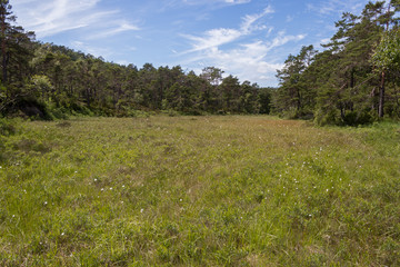 Meadow in the middle of a forest.