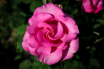 Rosa