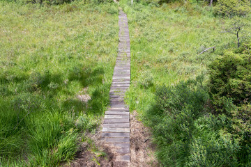 Walking path of wooden planks crossing a swamp. Summer colors.