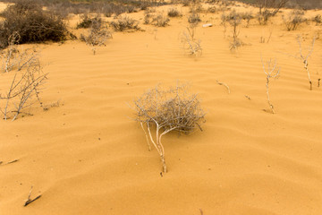 Sand texture with grass