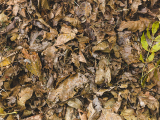 autumnal colorful photo background in october in austria