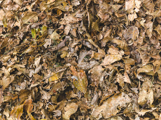 autumnal colorful photo background in october in austria