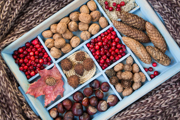 Set of autumn harvest Walnuts, cranberries, pine cones, maple leaves, chestnuts close-up