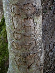 Five Patterns on a Tree