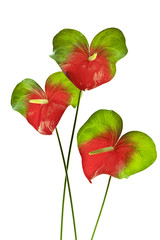 flores aisladas en fondo blanco