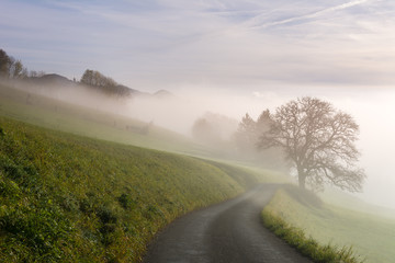 Nebel mit Strasse und Baum