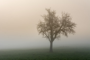 Baum im Nebel auf Wiese Idylle in der Natur