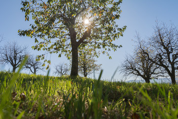 Fototapeta premium Baum in der grünen wiese mit sonne