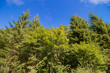 Fototapeta na wymiar Beautiful green forest on a beautiful sunny day. 