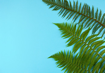 Green fern leaves on blue background.