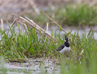 lapwing on the river