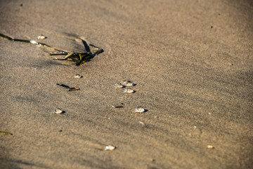 Sandy Water Beads