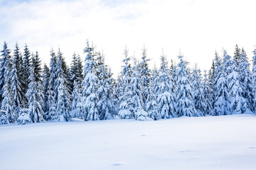 Fototapeta na wymiar Winter scenery with snow