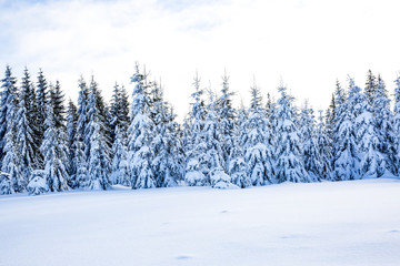 Winter scenery with snow