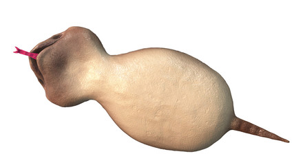 日本の未確認生物　UMA　ツチノコ　3Dイラスト　下から