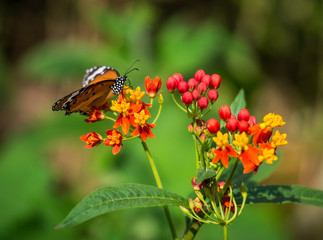 The little orange butterfly on the orange flower.