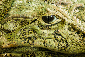Broad-Snouted Caiman 2