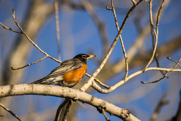 American Robin