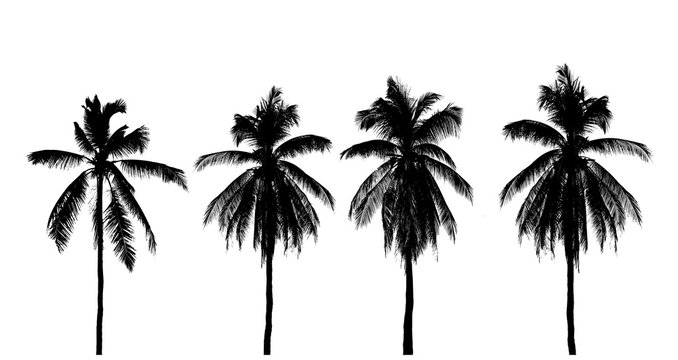 silhouette coconut tree  Isolated on white background
