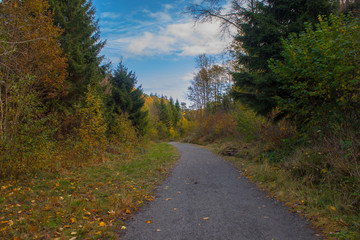 Walking path through a forest in autumn colors. Norway, Scandinavia.