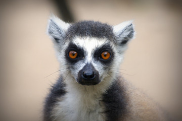 Lémurien de la réserve ANJA à MADAGASCAR