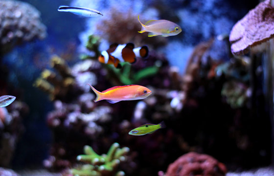 Anthias fish in reef tank