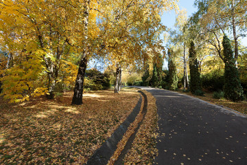 Fototapeta premium Colorful leafs