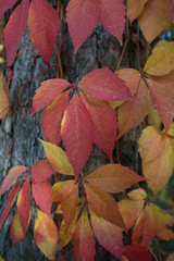Colorful leafs