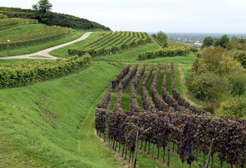 Fototapeta na wymiar view across the vineyards of the Schutterlindenberg in Lahr, Ortenau region of Baden, Germany 