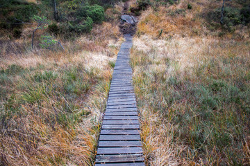 Walking path of wooden planks crossing a swamp. Autumn colors.