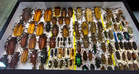 Collection of beetle with pin.Insect collection of entomologist. A rare collection of beetles in a showcase collector.