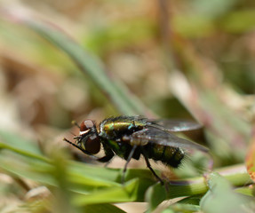 A macro photo of a fly cleaning pollen from it's compound eyes