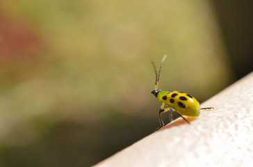 Black and white spotted cucumber beetle getting ready to take to flight 