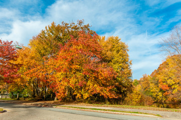 Obraz premium Colors of the fall