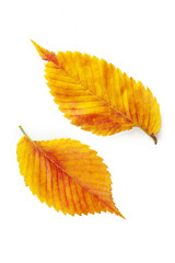 Yellow leaf isolated on white background
