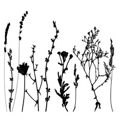 Meadow grasses, herbs and flowers outlines.