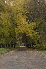 In the autumn among the trees in the recreation park