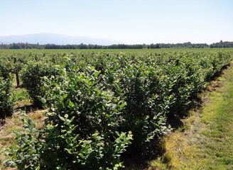 Fototapeta na wymiar Rows of blueberries in summer