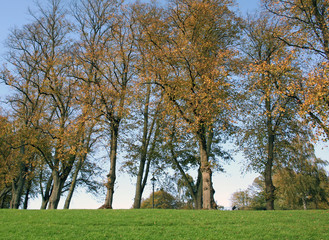 Autumnal Trees in Park, Brandon Hill, Bristol