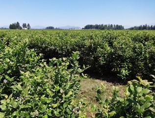 Blueberry field in summer