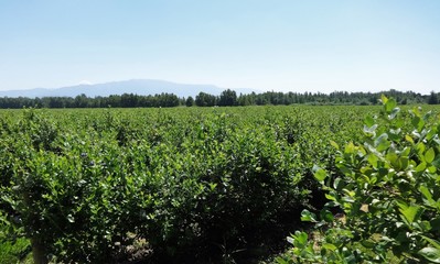 Fototapeta na wymiar Blueberry field in summer