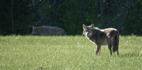 Coyote in suburban setting