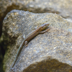 Common lizard or Iberian lizard