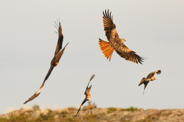 Awesome bird of prey in flight