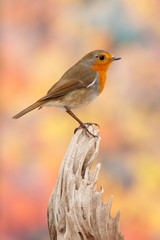 Pretty bird With a nice orange red plumage