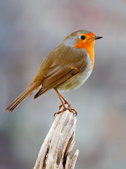 Pretty bird With a nice orange red plumage