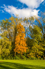 Fototapeta premium Colors of the fall