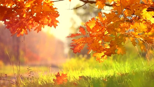 Autumn leaves swinging on a tree in autumnal park. Fall. Slow motion. 3840X2160 4K UHD video footage