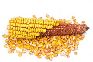 mature corn on a white background